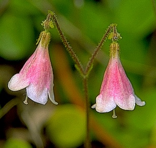 Route To High Longevity  Twinflower