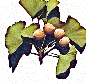 Route To High Longevity  ginkgo