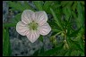 Geranium