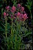 Early Paintbrush